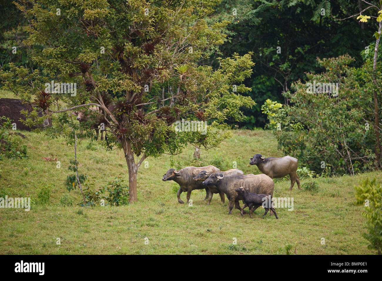 Eine Herde Wasserbüffel in der Nähe von Coclesito, Provinz Cocle, Republik Panama, Mittelamerika. Stockfoto
