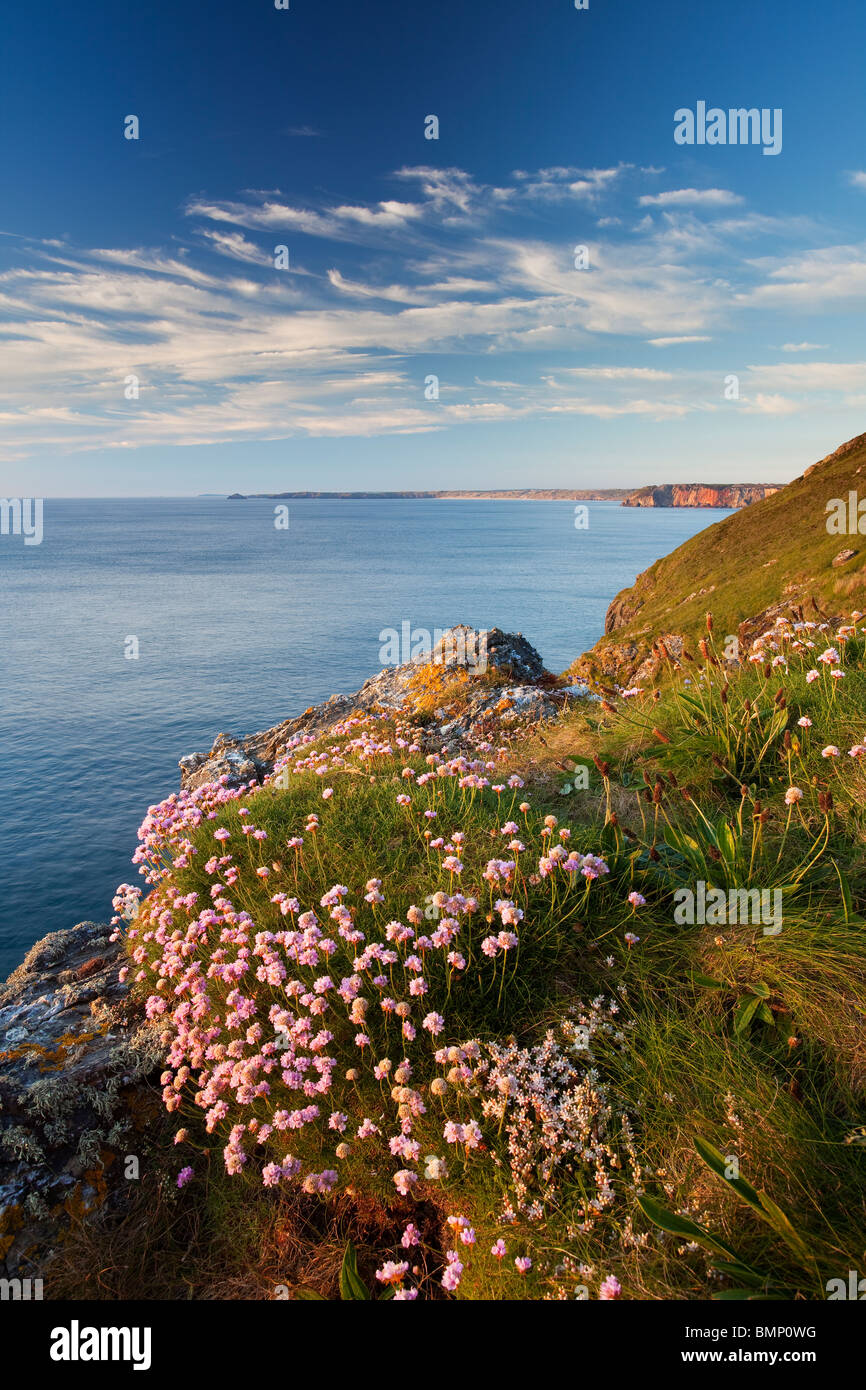 Ruhige See aus Extrameldung Landzunge mit Felsen Glühen in der Entfernung und Meer Sparsamkeit (Armeria Maritima) im Vordergrund Stockfoto