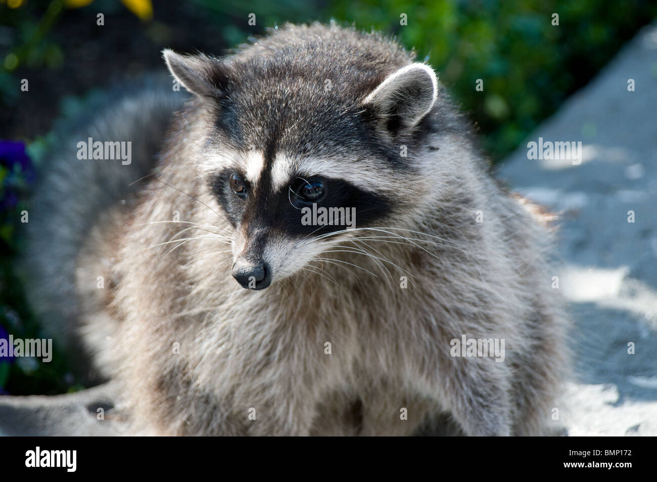 Eine kanadische Waschbär (Procyon Lotor), saß auf A Wall In The Summer Sun Stockfoto