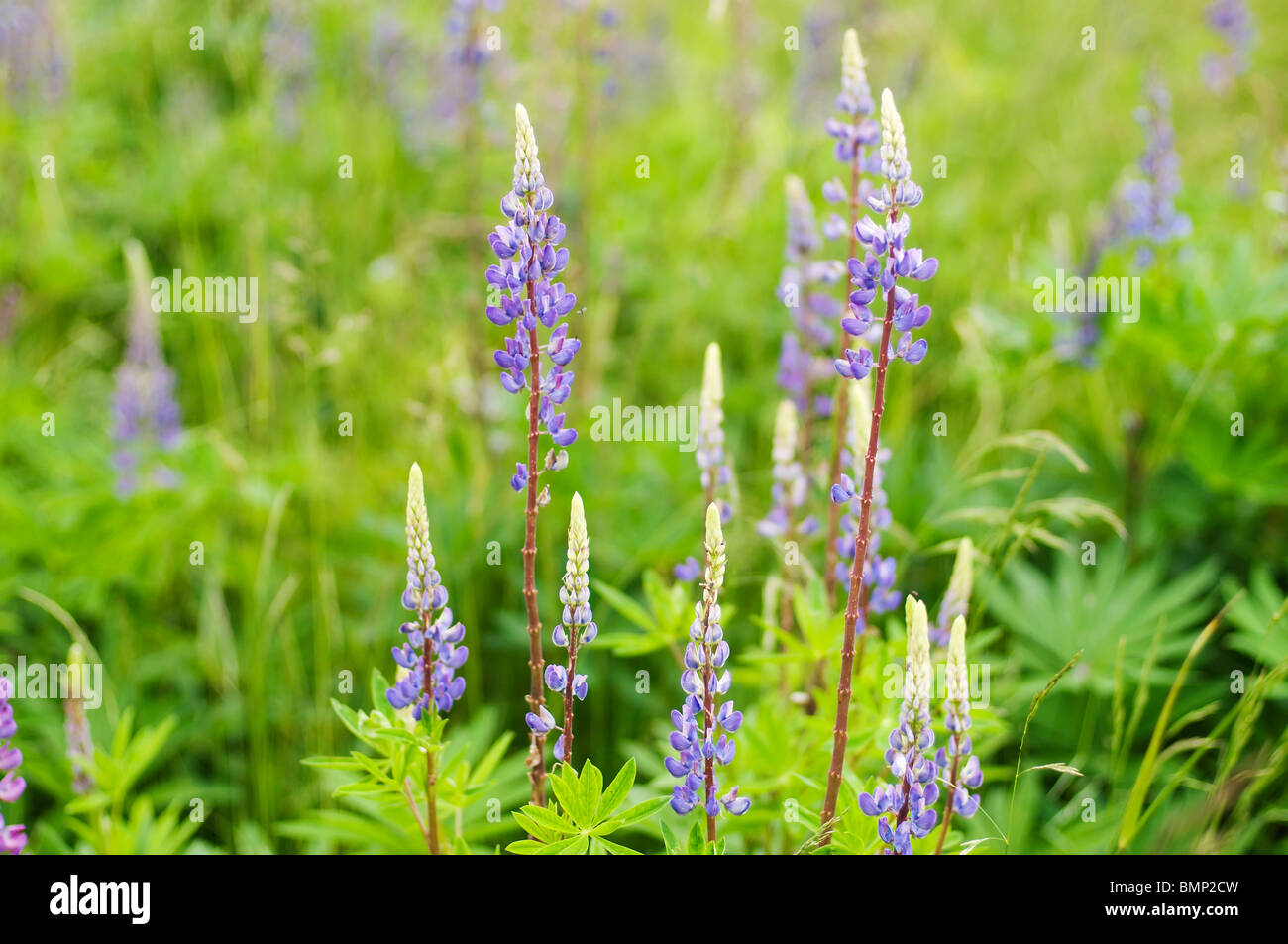 Ein Feld von wilden Lupinen Blumen wächst im westlichen Washington. Stockfoto