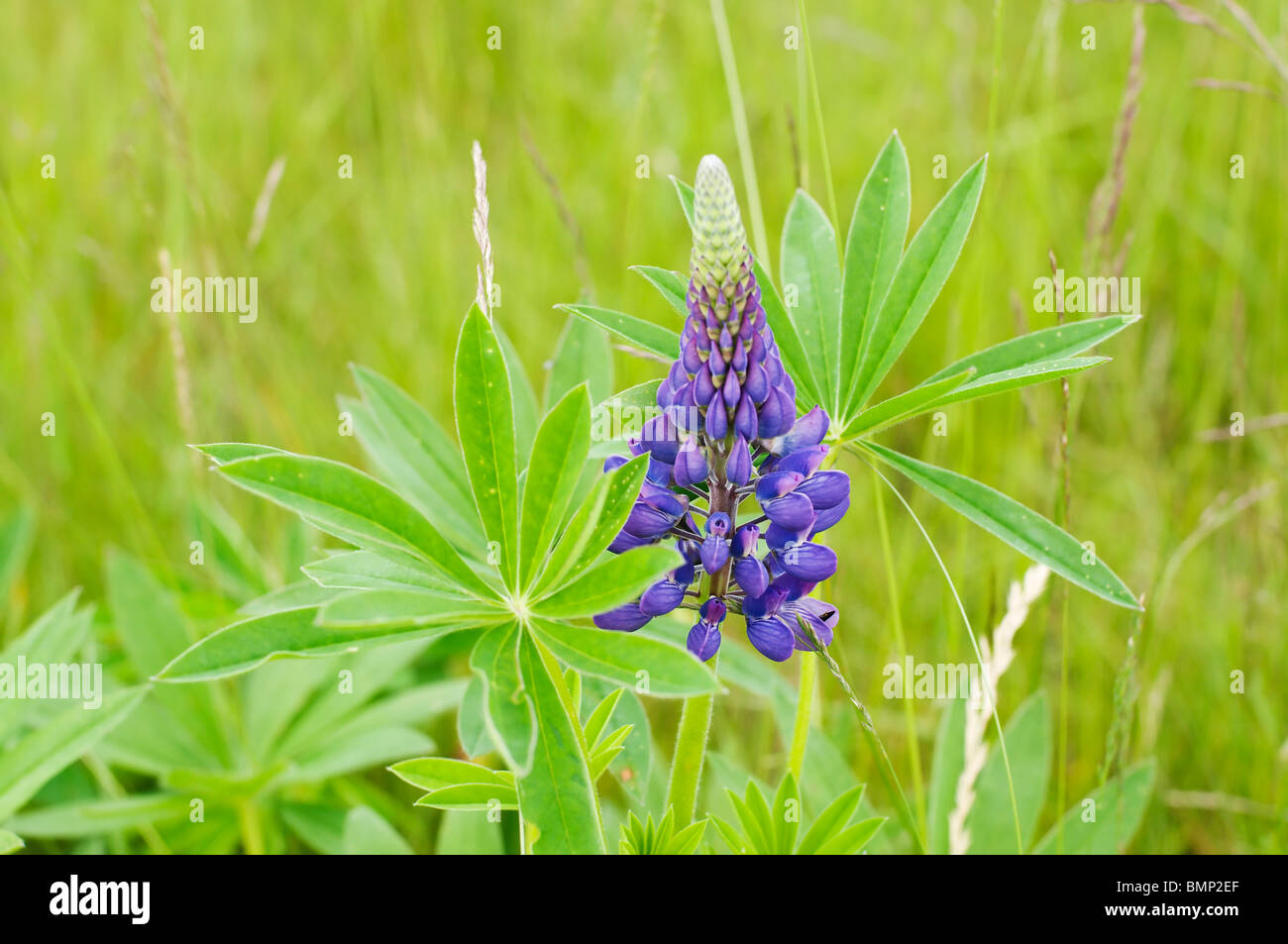 Wilde Lupinen Blume wächst in einem Feld im westlichen Washington. Stockfoto