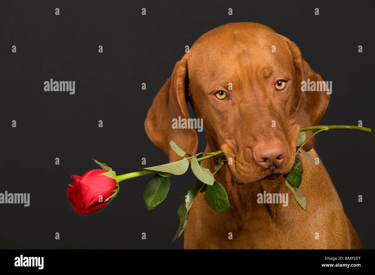 Valentin Hund hält einen Stiel der Rose im Mund Stockfoto