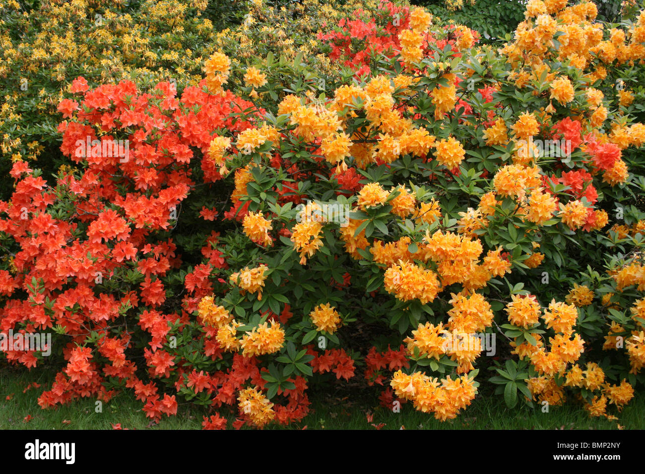 Orange und gelb blühende Rhododendren am Ness Botanic Gardens, Wirral, UK Stockfoto