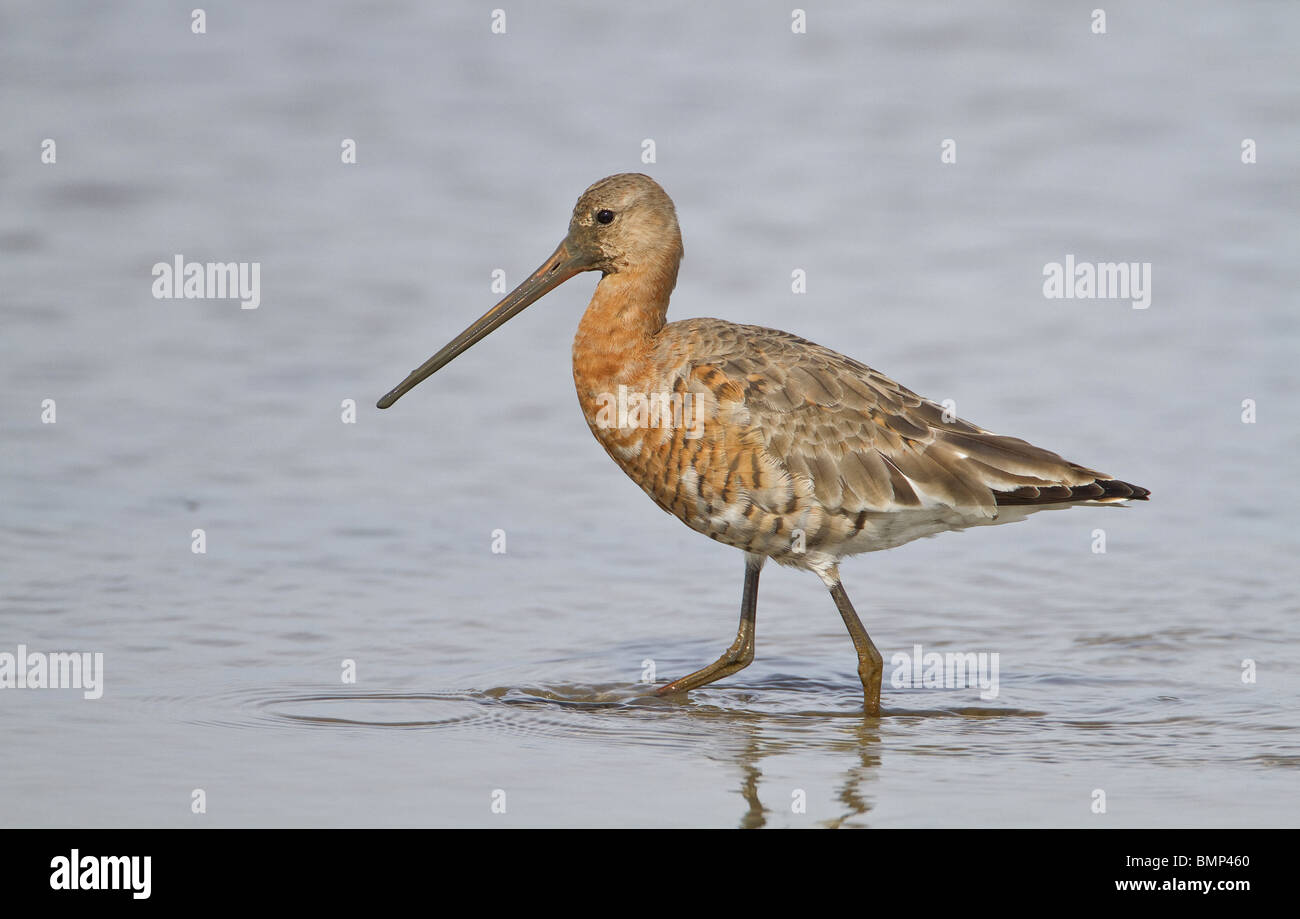 SCHWARZEN TAILED UFERSCHNEPFE AUF SCHMUTZFÄNGER Stockfoto