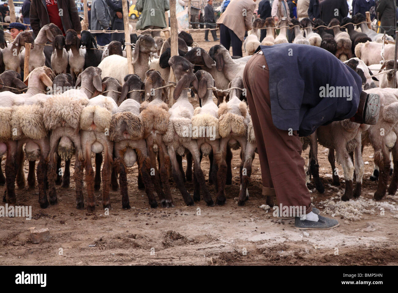 Junge Schafe wird vorbereitet und präpariert für den Verkauf in der Kashgar Bauern Markt, Kashgar, westlichen Provinz Xinjiang, VR China. Stockfoto