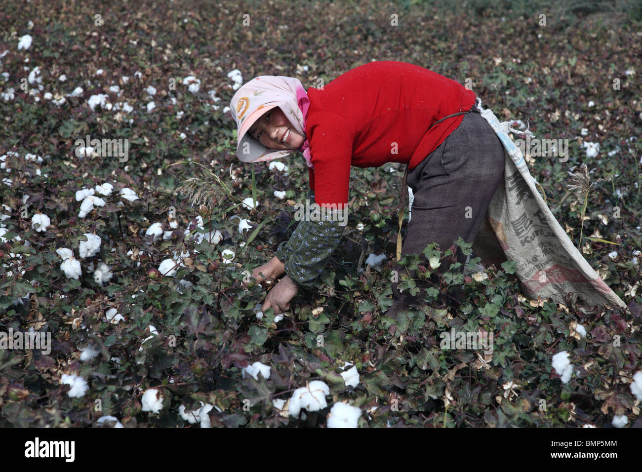 Baumwollpflücker in der westlichen Provinz Xinjiang zwischen Kucha und Korla im Tarim-Becken, China. Stockfoto