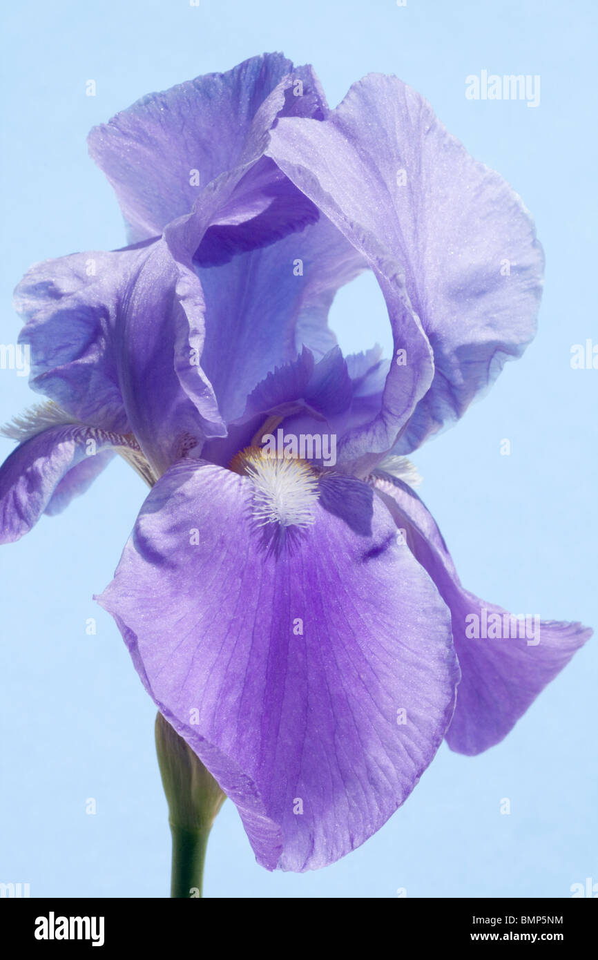 Ein blau/lila Flagge Iris auf hellblauem Hintergrund Stockfoto