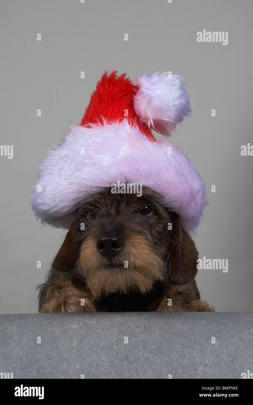 Zwergdackel tragen einer Weihnachtsmütze. Stockfoto