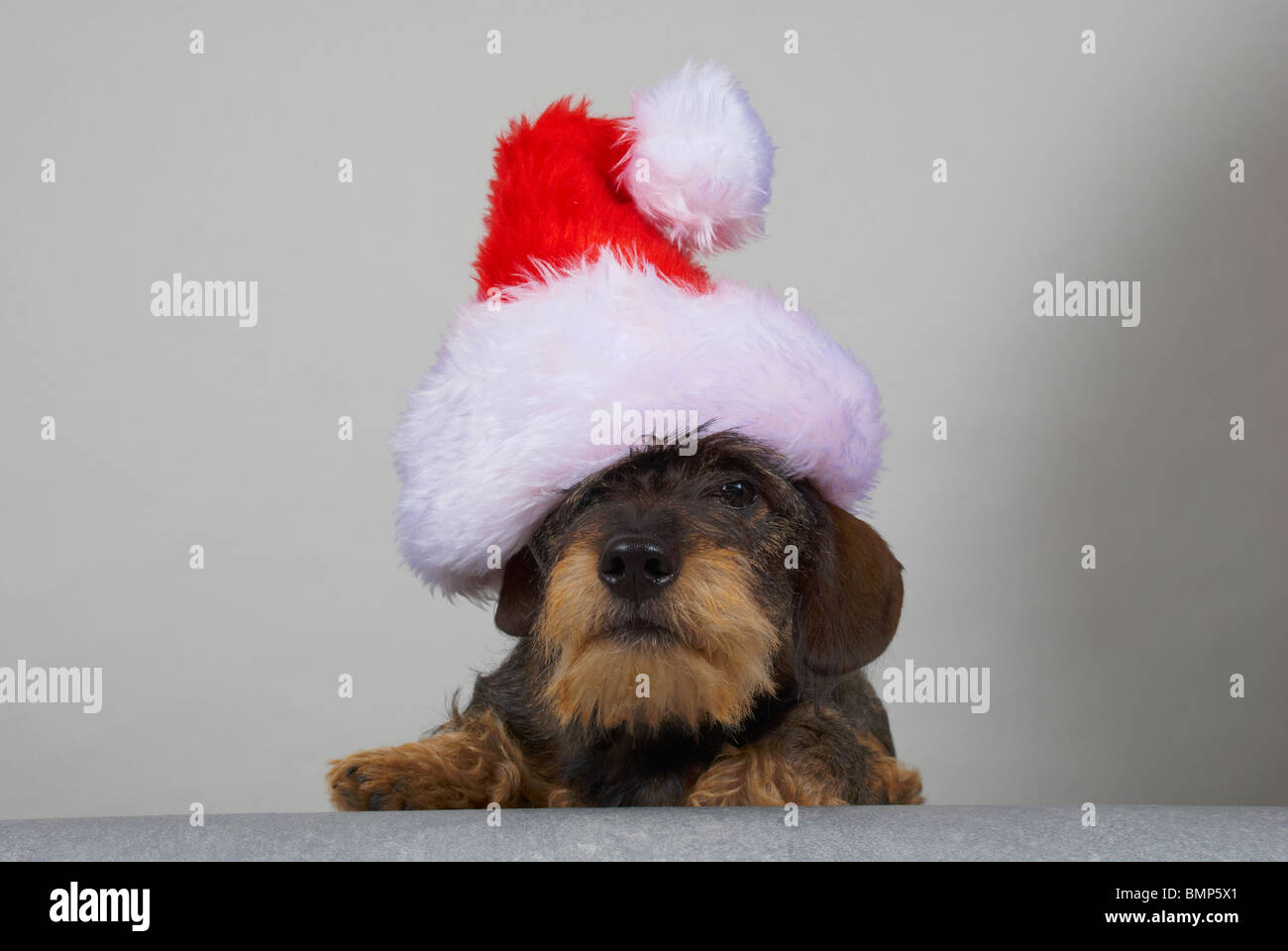 Zwergdackel tragen einer Weihnachtsmütze. Stockfoto