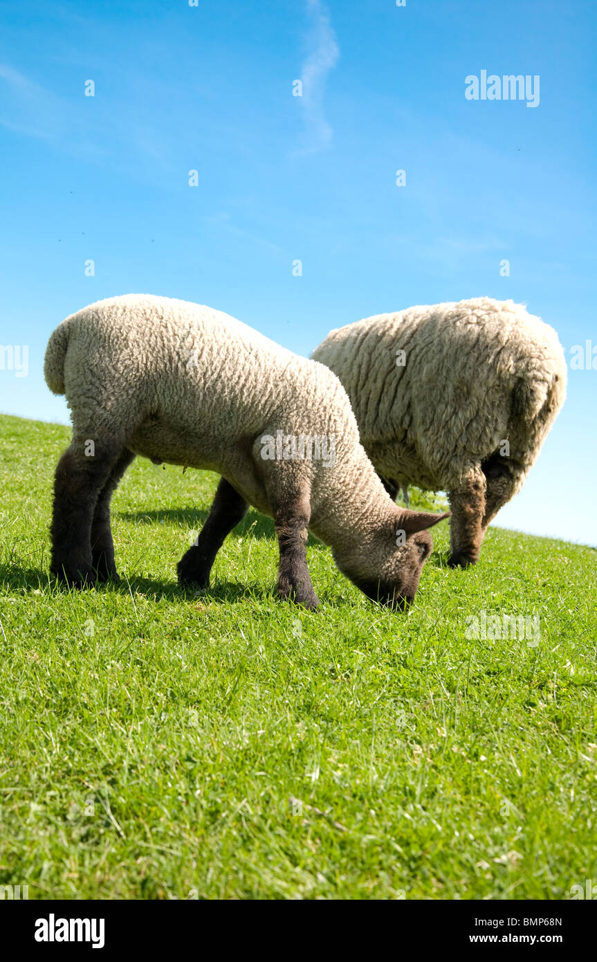 Yeanling Schafe auf grünem Gras Stockfoto