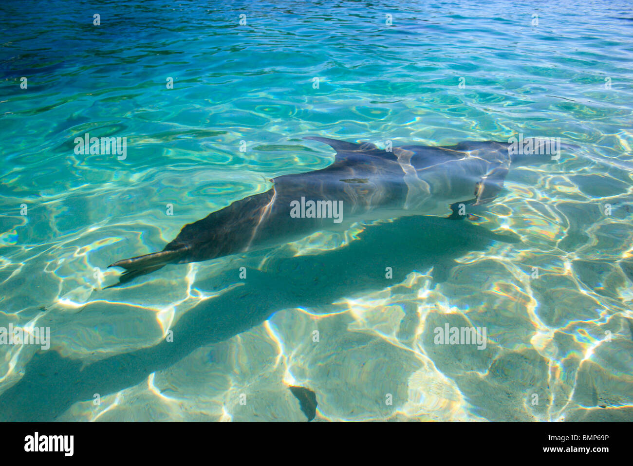 Ein Tümmler Tursiops Truncatus; Insel Roatan, Honduras Stockfoto