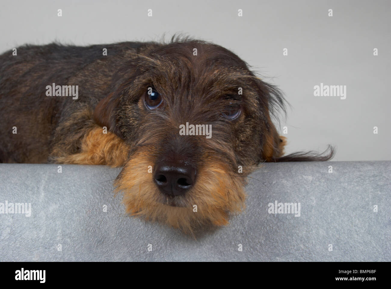 Zwergdackel auf grauem Hintergrund. Stockfoto