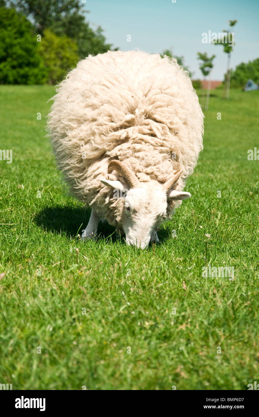 Wolliger Widder auf grünem Gras Stockfoto