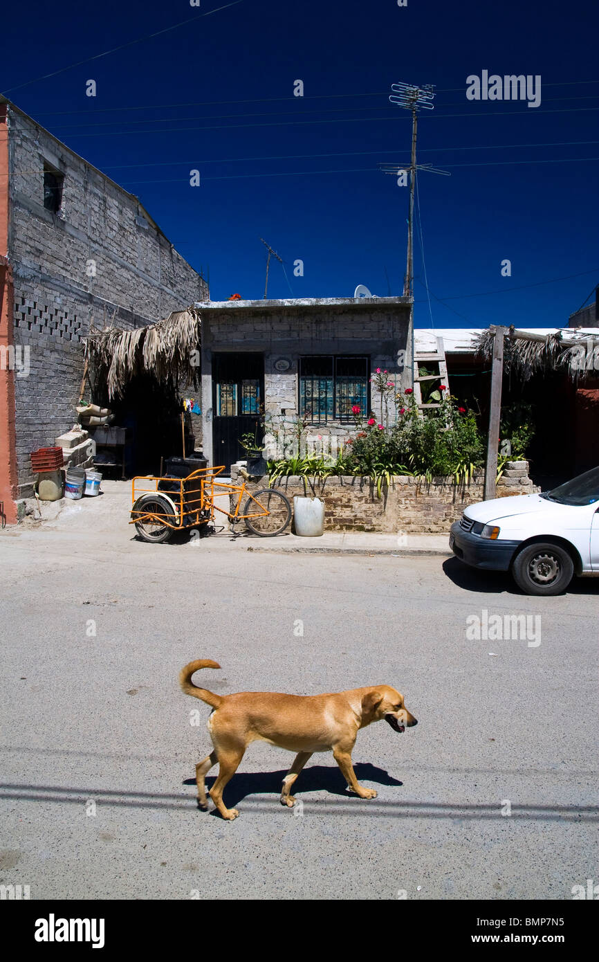 Hund zu Fuß auf einer Straße von Corral del Risco, einem kleinen Dorf an der pazifischen Küste von Mexiko im Bundesstaat Nayarit. Stockfoto