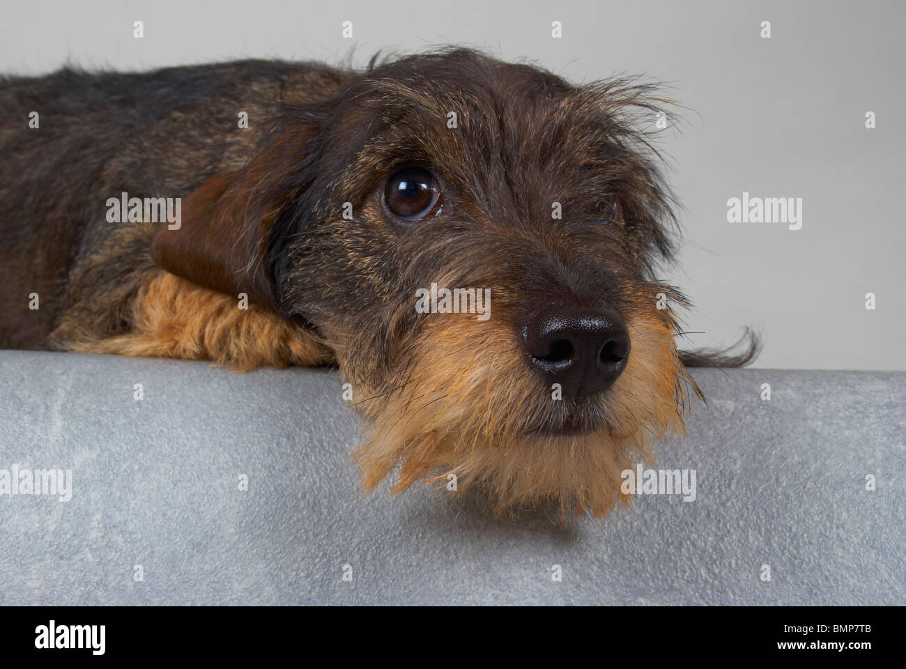 Zwergdackel auf grauem Hintergrund. Stockfoto