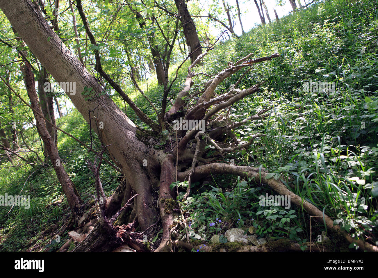 Vereinigtes Königreich West Sussex den South Downs umgedrehten Baumwurzeln auf einem Hügel Stockfoto