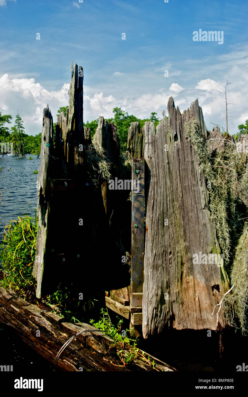 Lake Martin Wildlife Sanctuary Louisiana Ente Hochsitz getarnt, wie Zypresse Baumstumpf aussehen Stockfoto