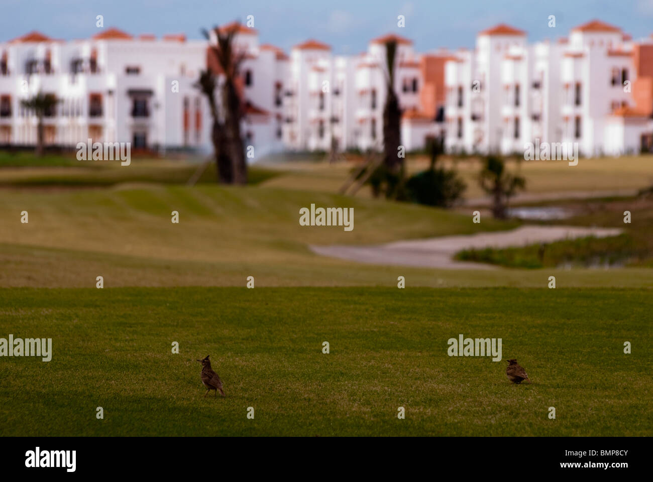 Neue Meer-Golf-resorts gesehen durch den Golfplatz, Saidia, orientalischen Region, Marokko. Stockfoto