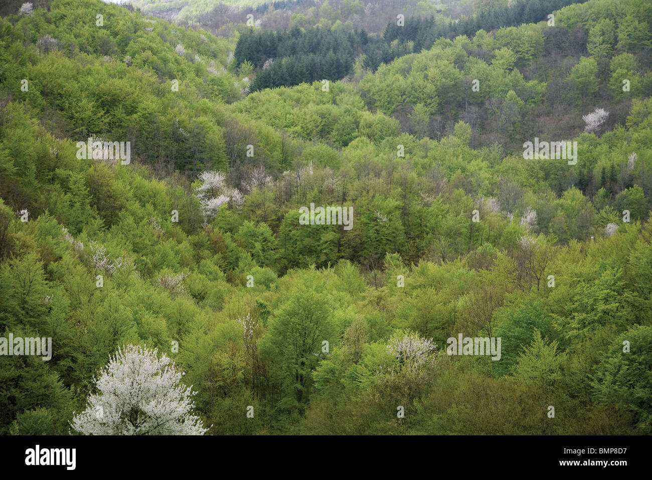 High Mountain Forest, laubwechselnden und immergrünen Bäumen, zentralen Apennin, im Nationalpark der Casentini Wald, Toskana, Italien Stockfoto