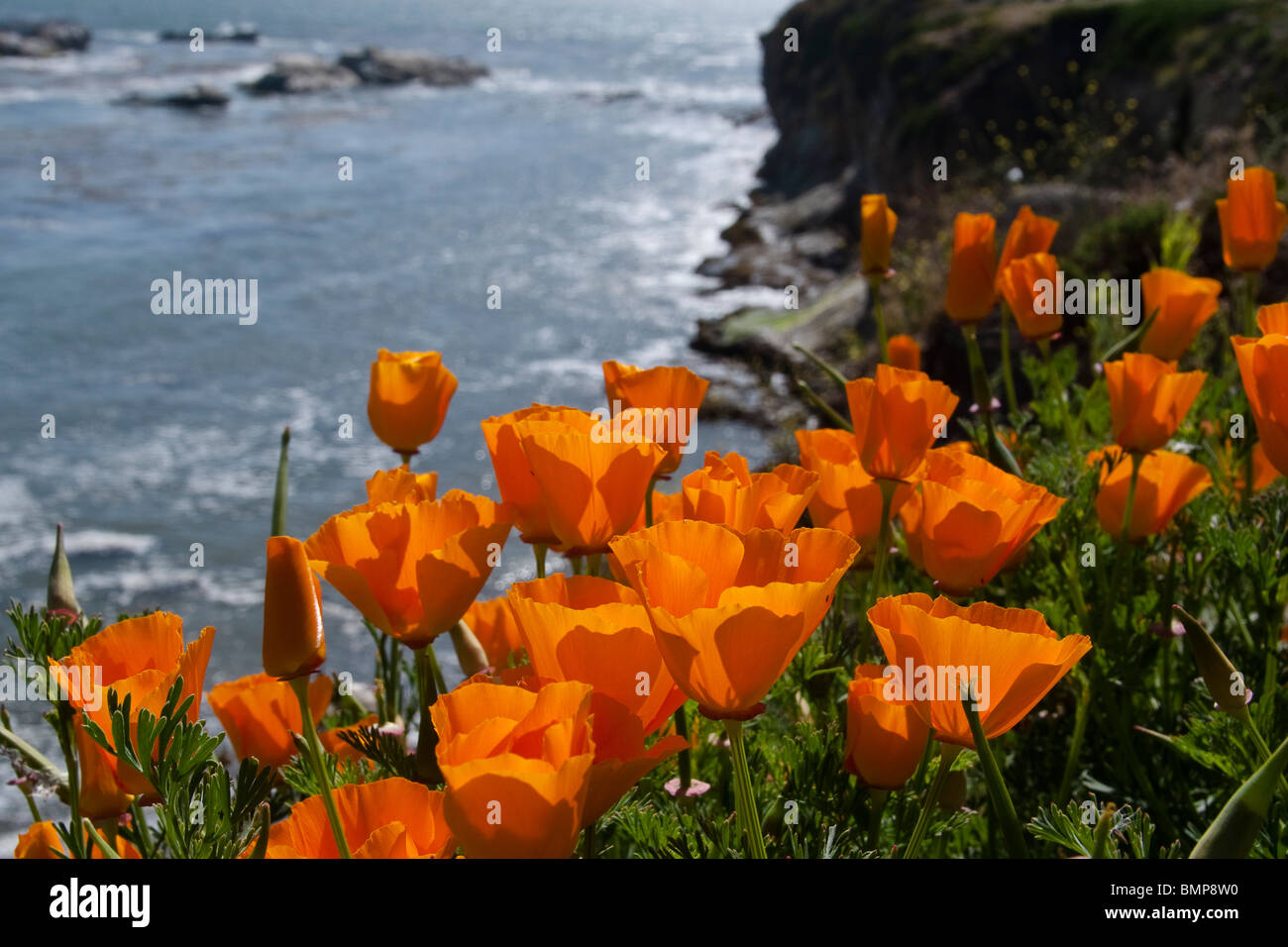 California Mohnblumen blühen entlang einer Klippe über der Pazifik-Küste Stockfoto