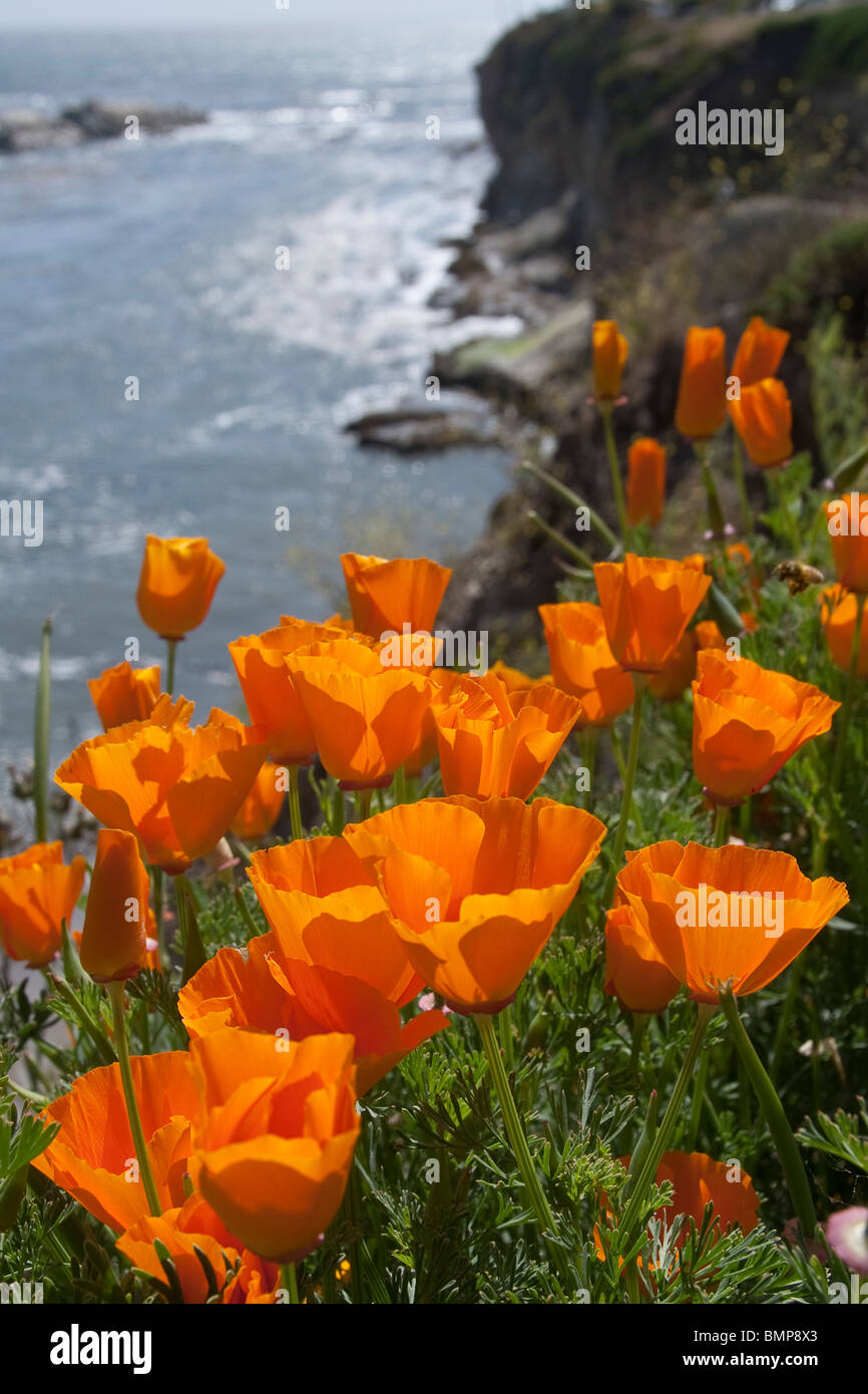 California Mohnblumen blühen entlang einer Klippe über der Pazifik-Küste Stockfoto