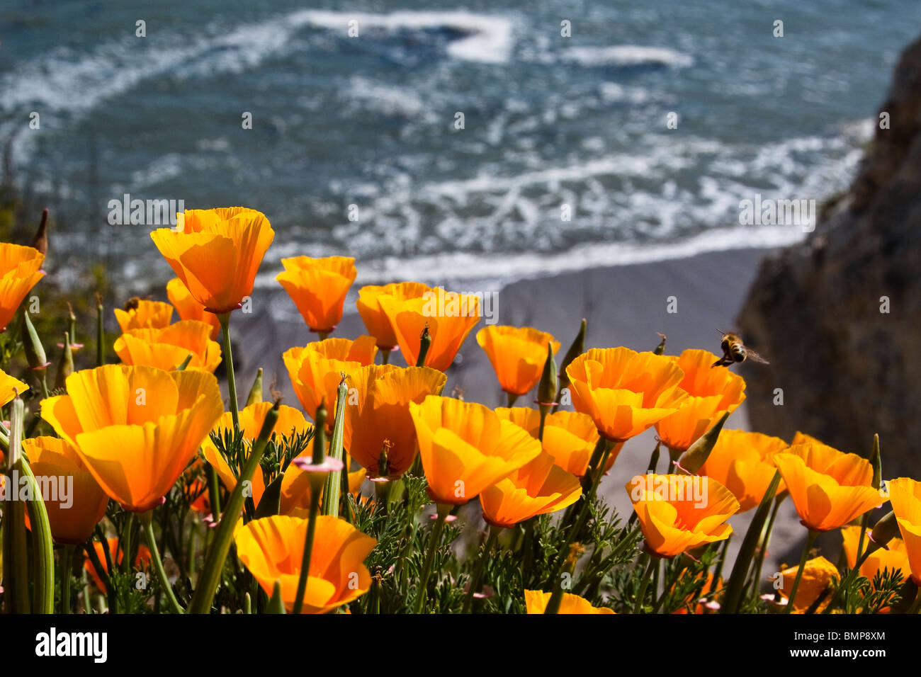 California Mohnblumen blühen entlang einer Klippe über der Pazifik-Küste Stockfoto