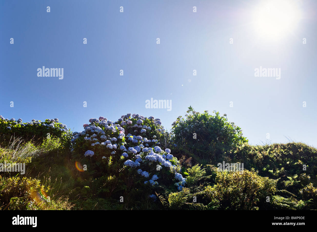 Reihe von wilden Hortensien in Insel Faial, Azoren, Portugal Stockfoto