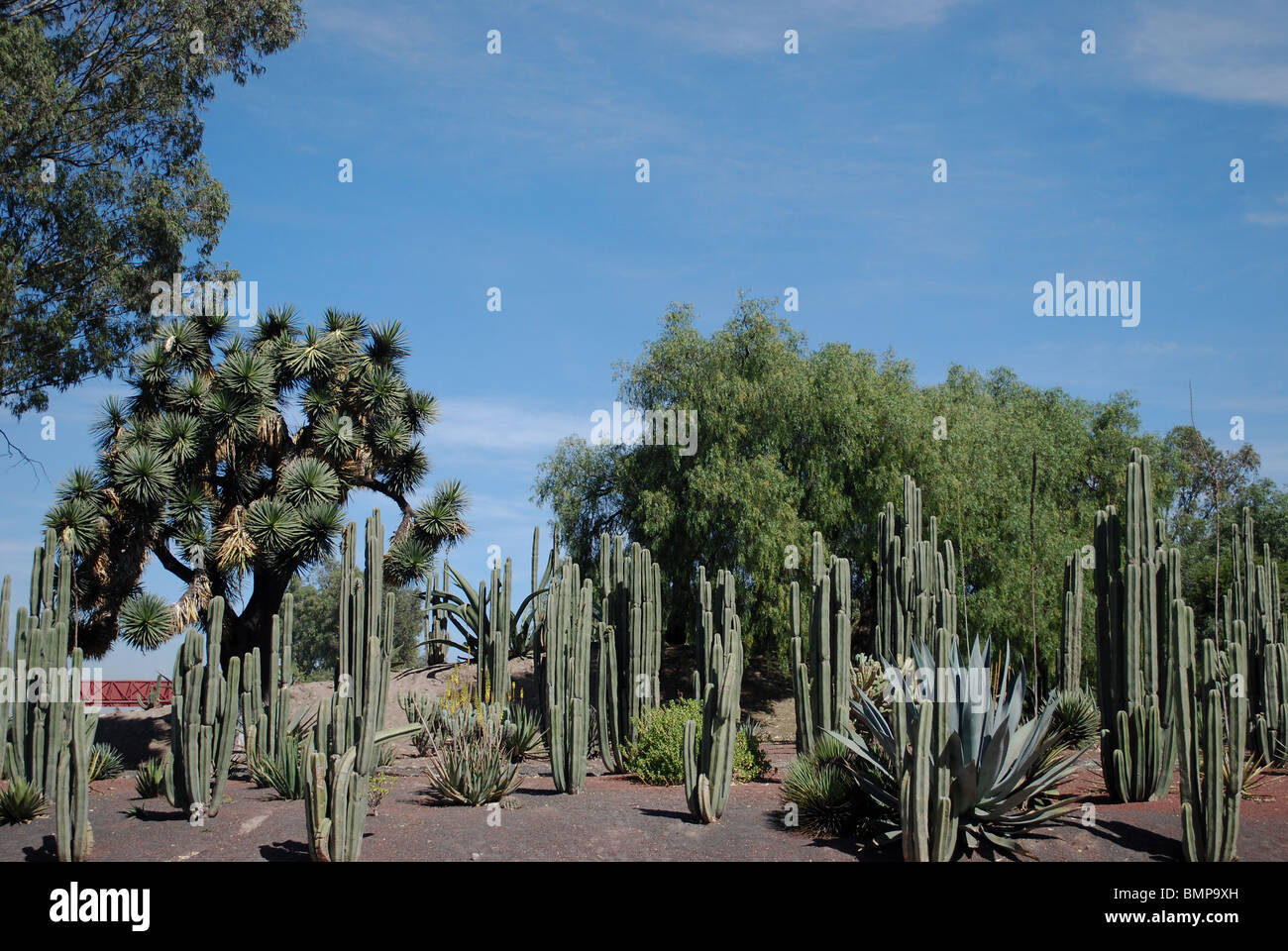 Säulenartige Kaktus Wald (Neobuxbaumia Tetetzo) im Sommer in Teotihuacan, Mexiko. Stockfoto