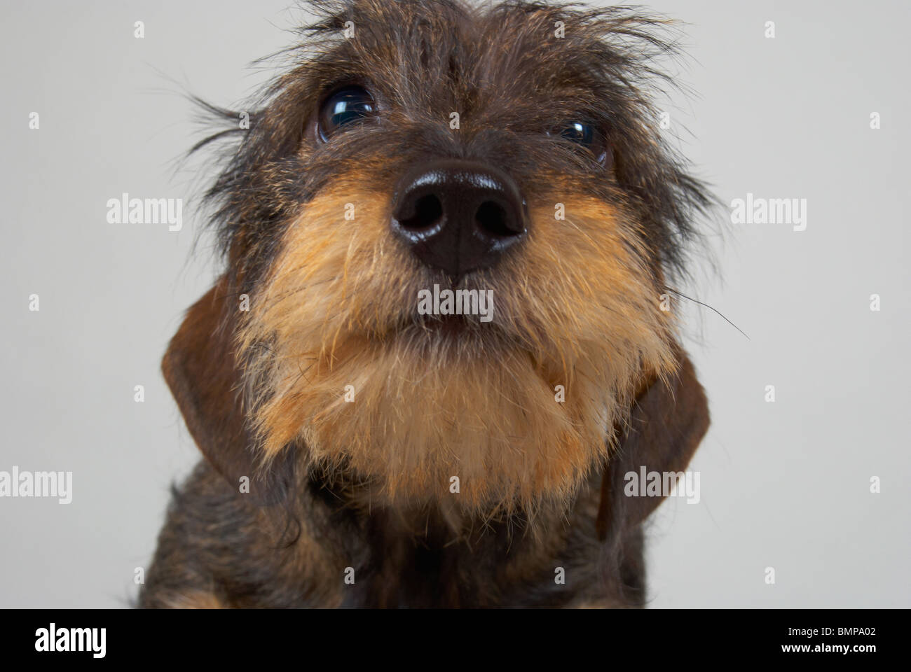 Zwergdackel auf grauem Hintergrund. Stockfoto