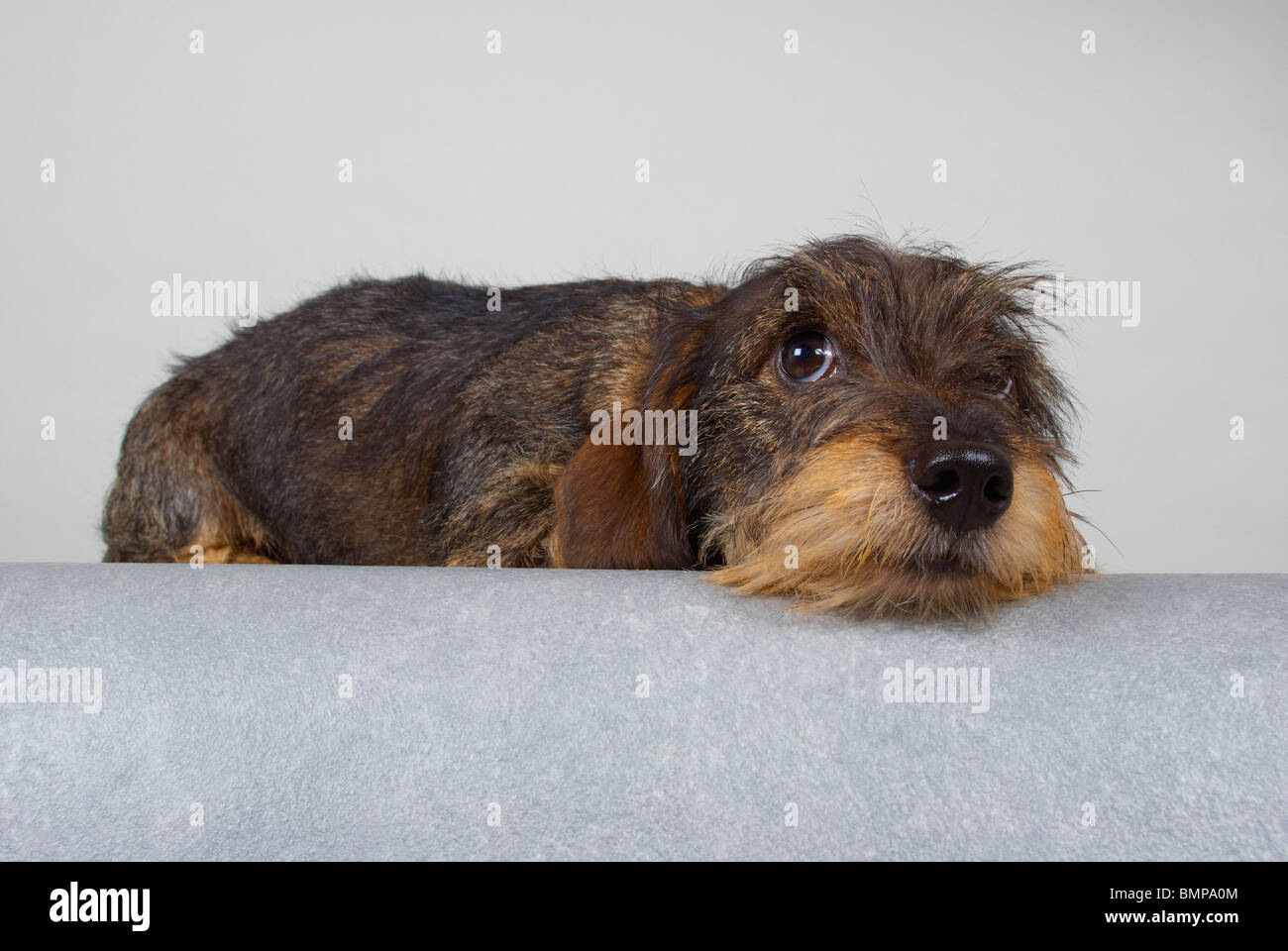 Zwergdackel auf grauem Hintergrund. Stockfoto