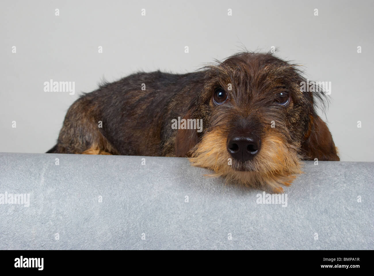 Zwergdackel auf grauem Hintergrund. Stockfoto