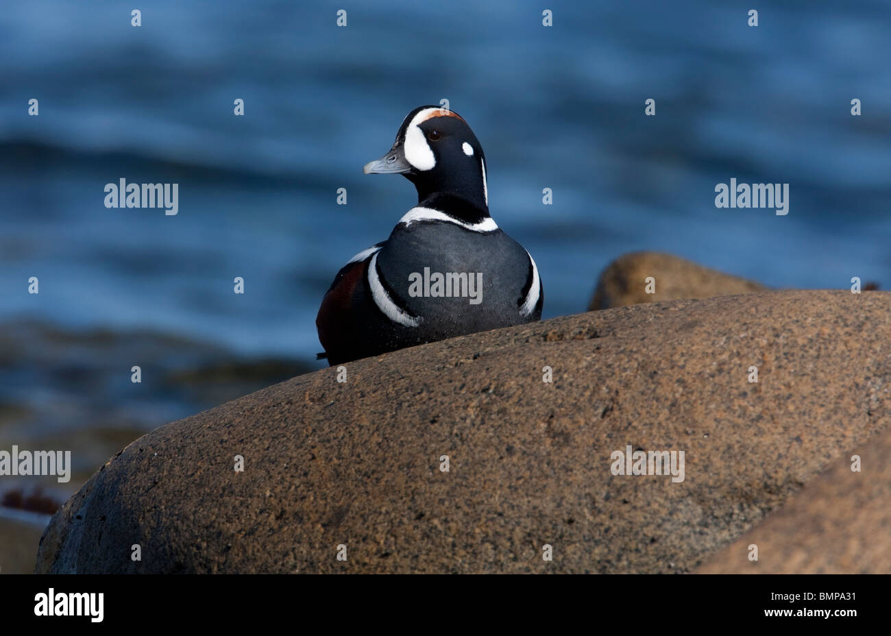 Harlekin Ente Histrionicus Histrionicus Männchen sitzen auf Felsen mit Meerblick hinter bei Qualicum Beach Vancouver Island BC im März Stockfoto