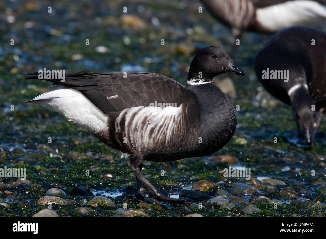 Brant Gänse Branta Bernicla am Strand Fütterung auf Hering laichen in Qualicum Beach Vancouver Island BC im März Stockfoto