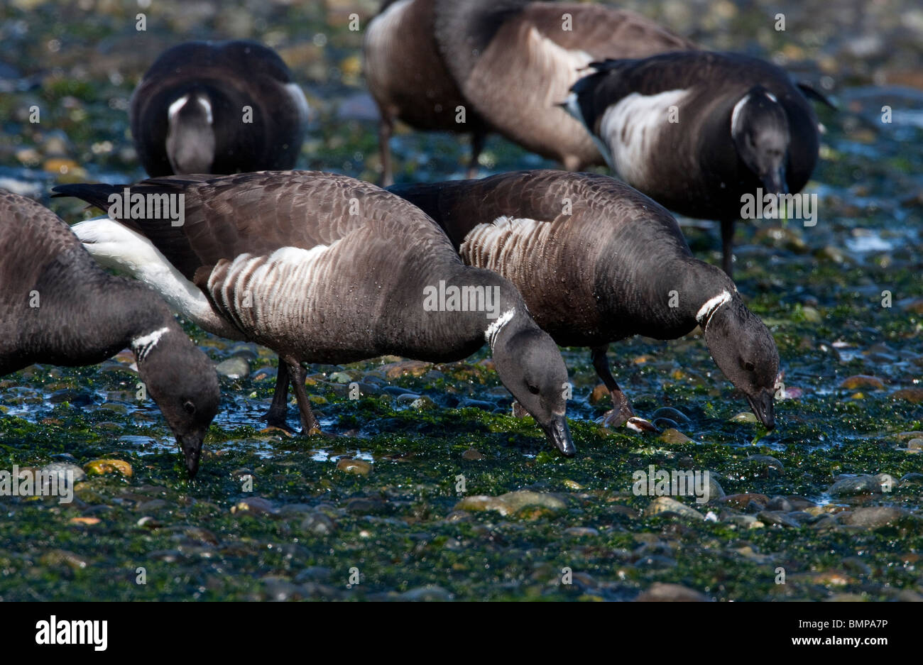 Brant Gänse Branta Bernicla am Strand Fütterung auf Hering laichen in Qualicum Beach Vancouver Island BC im März Stockfoto