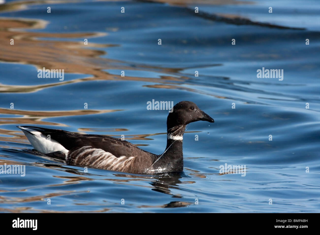 Brant Gans Branta Bernicla am Meer nahe der Küste zu ernähren sich von Hering laichen in Qualicum Beach Vancouver Island BC im März Stockfoto