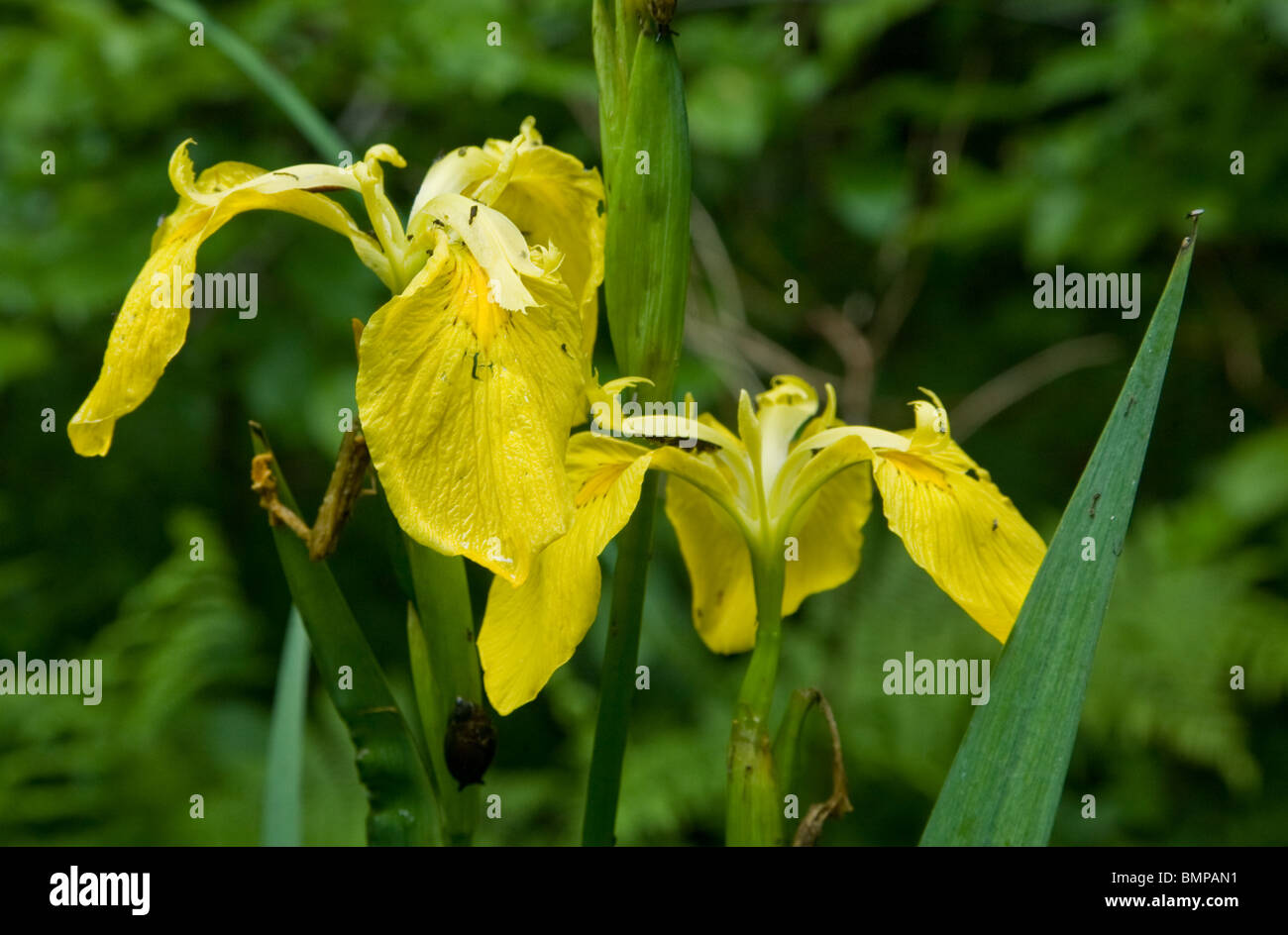 Gelbe Flagge Wasser Blume closeup Stockfoto