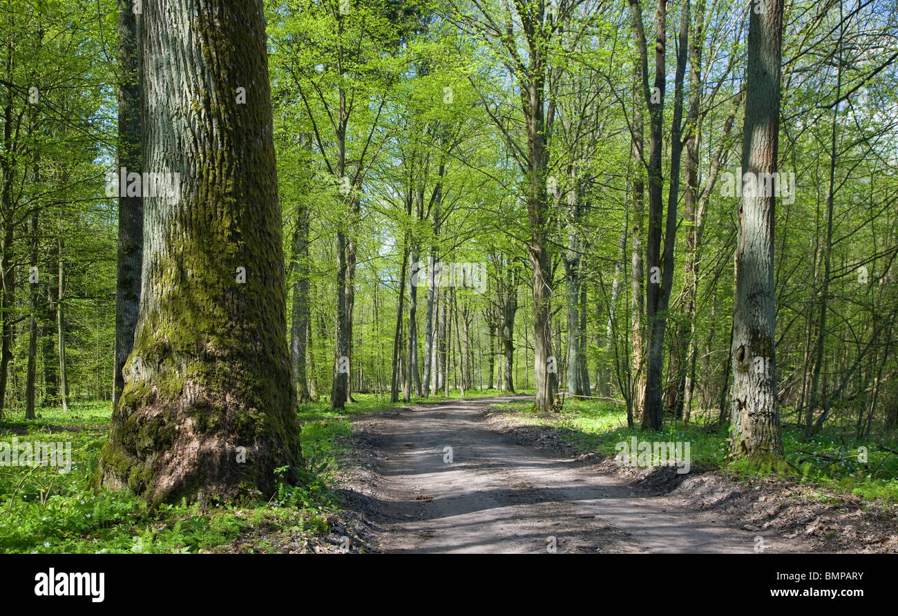 Sommergrüne Stand von Białowieża Wald auf sonnigen Frühling Tag und Boden Straße führenden Ständer mit alten Eiche links Stockfoto