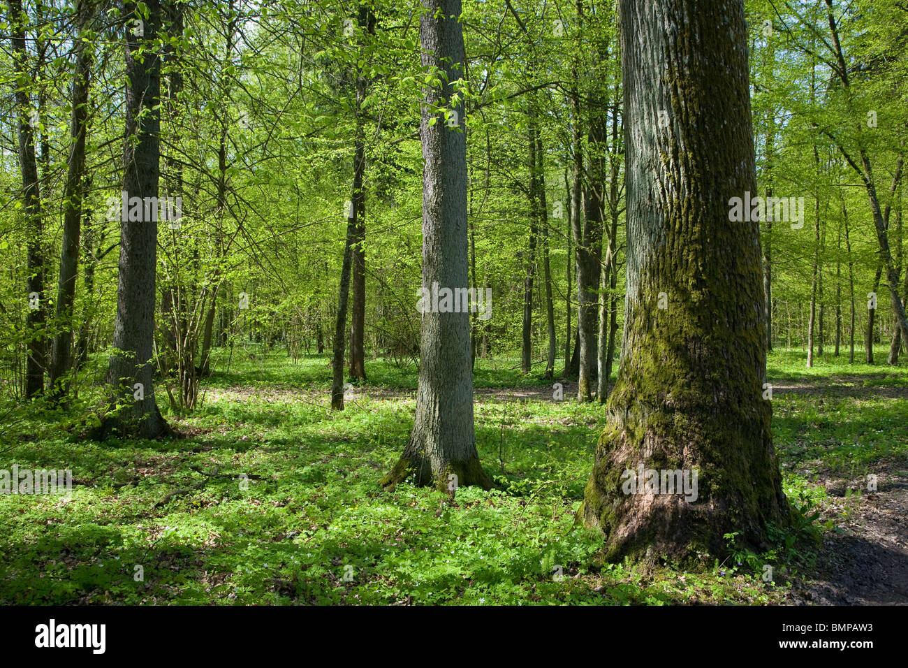 Sommergrüne Stand von Białowieża Wald auf sonnigen Frühling Tag mit alten Eiche rechts Stockfoto