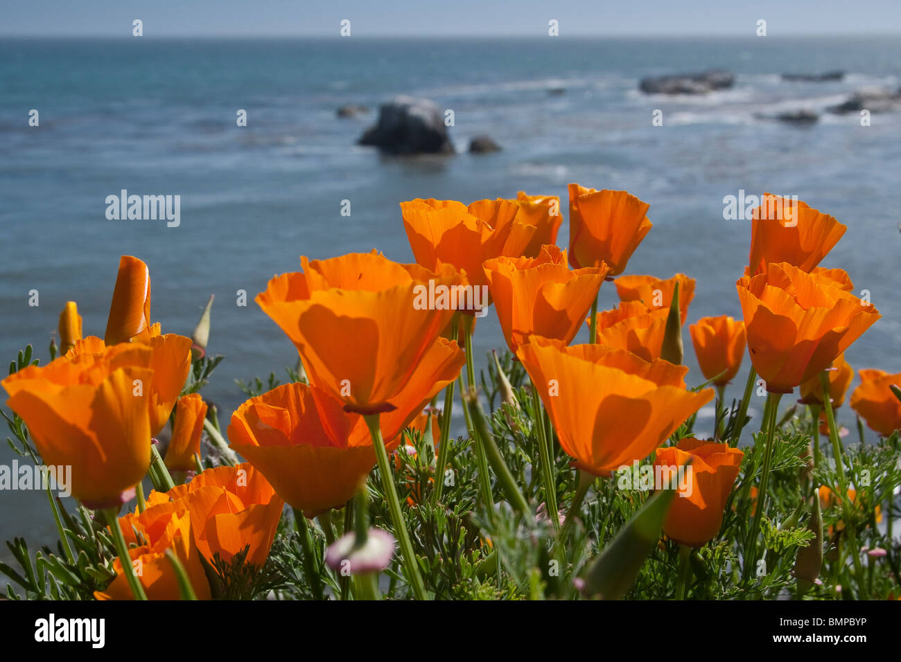 California Mohnblumen blühen entlang einer Klippe über der Pazifik-Küste Stockfoto