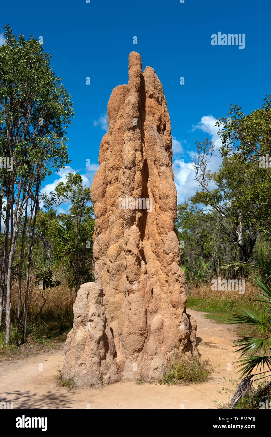 Große Termitenhügel Litchfield National Park Northern Territory Australien finden Sie unter Stockfoto