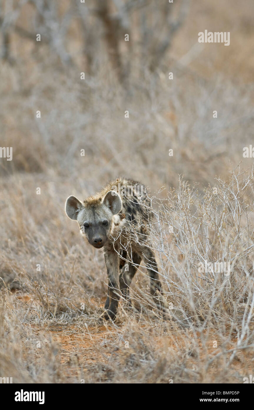 Gefleckte Hyänen (Crocuta Crocuta) - einzelne Hyäne Cub - Nahaufnahme mit trockenen Busch - Tsavo East Nationalpark, Kenia, Ostafrika Stockfoto