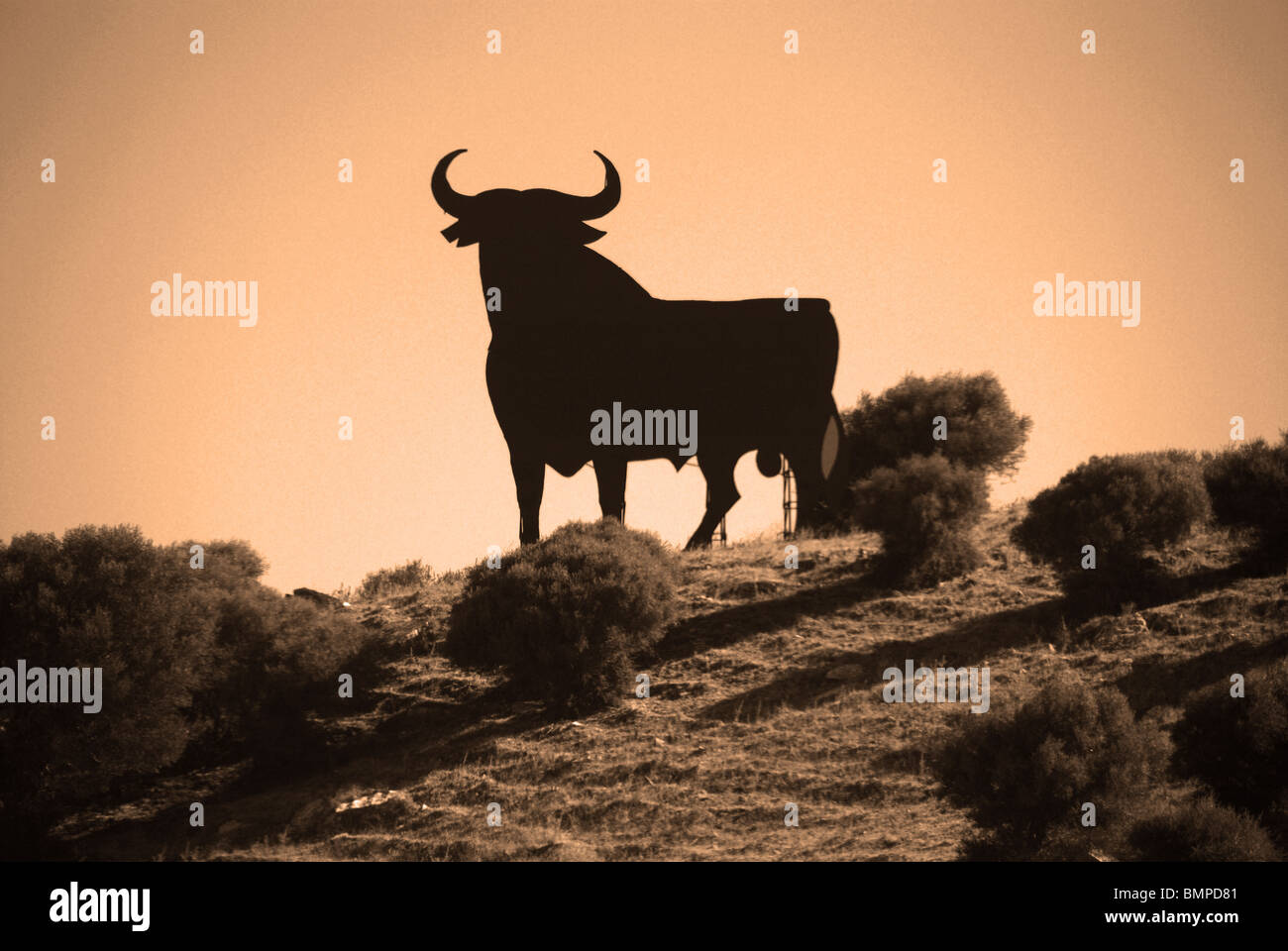 Osborne Stier am Hang, in der Nähe von Tarifa, Costa De La Luz, Provinz Cadiz, Andalusien, Spanien, Westeuropa. Stockfoto