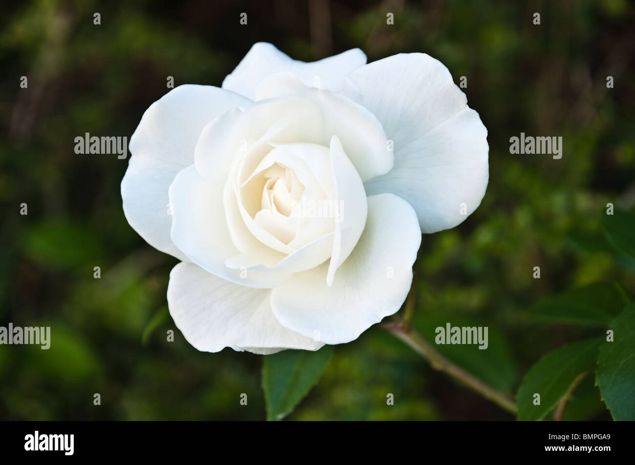 Eisberg-Rose / Rosa - eine reine und vollkommene, Schneewittchen, sanft duftende moderne Rosenzucht in einem englischen Landhaus-Garten. Stockfoto