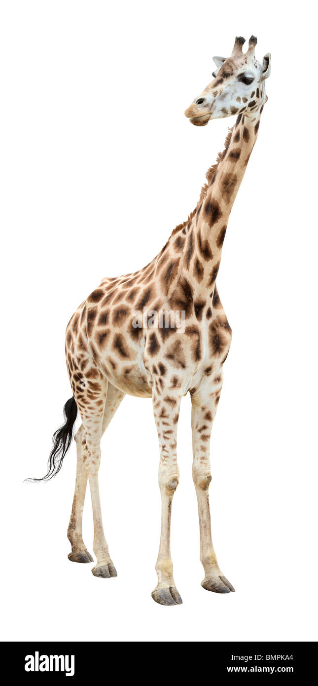 Rothschild-Giraffe isoliert auf weißem Hintergrund Stockfoto
