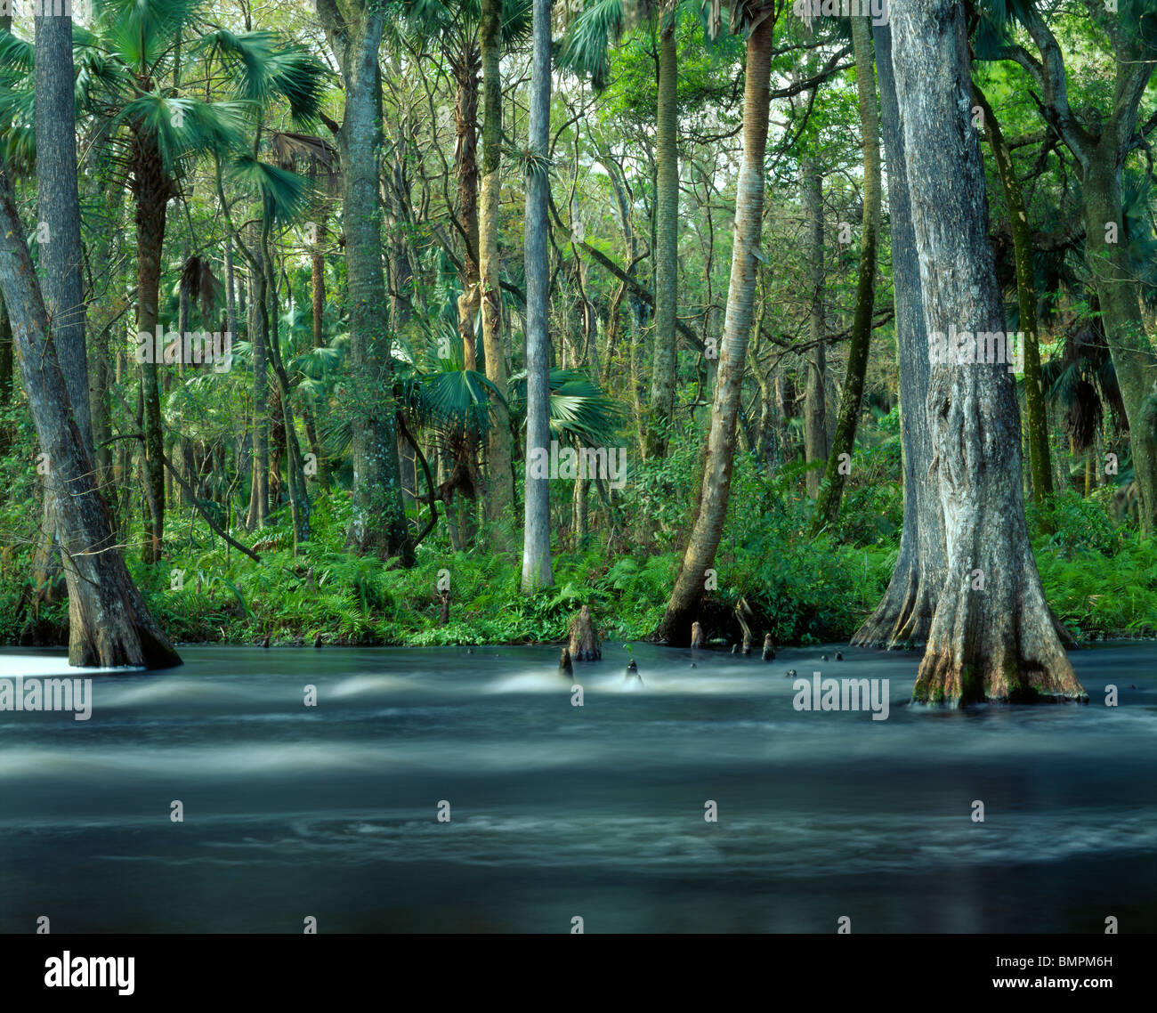 Loxahatchee Wild & Scenic River, Florida Stockfoto