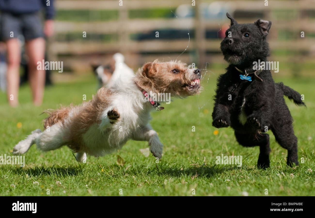 Teilnahme an Rennen in einem Land Terrier Hunde zeigen, Rutland, England Stockfoto
