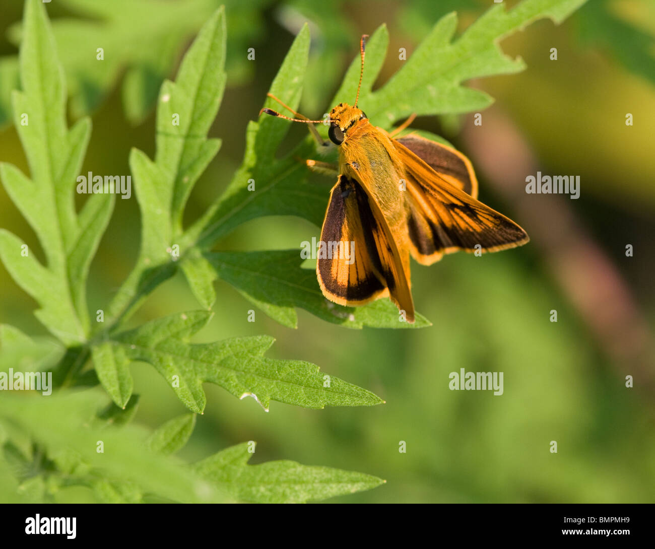 Skipper Butterfly auf Beifußblättrige Ambrosie (Ambrosia Artemisiifolia) Stockfoto