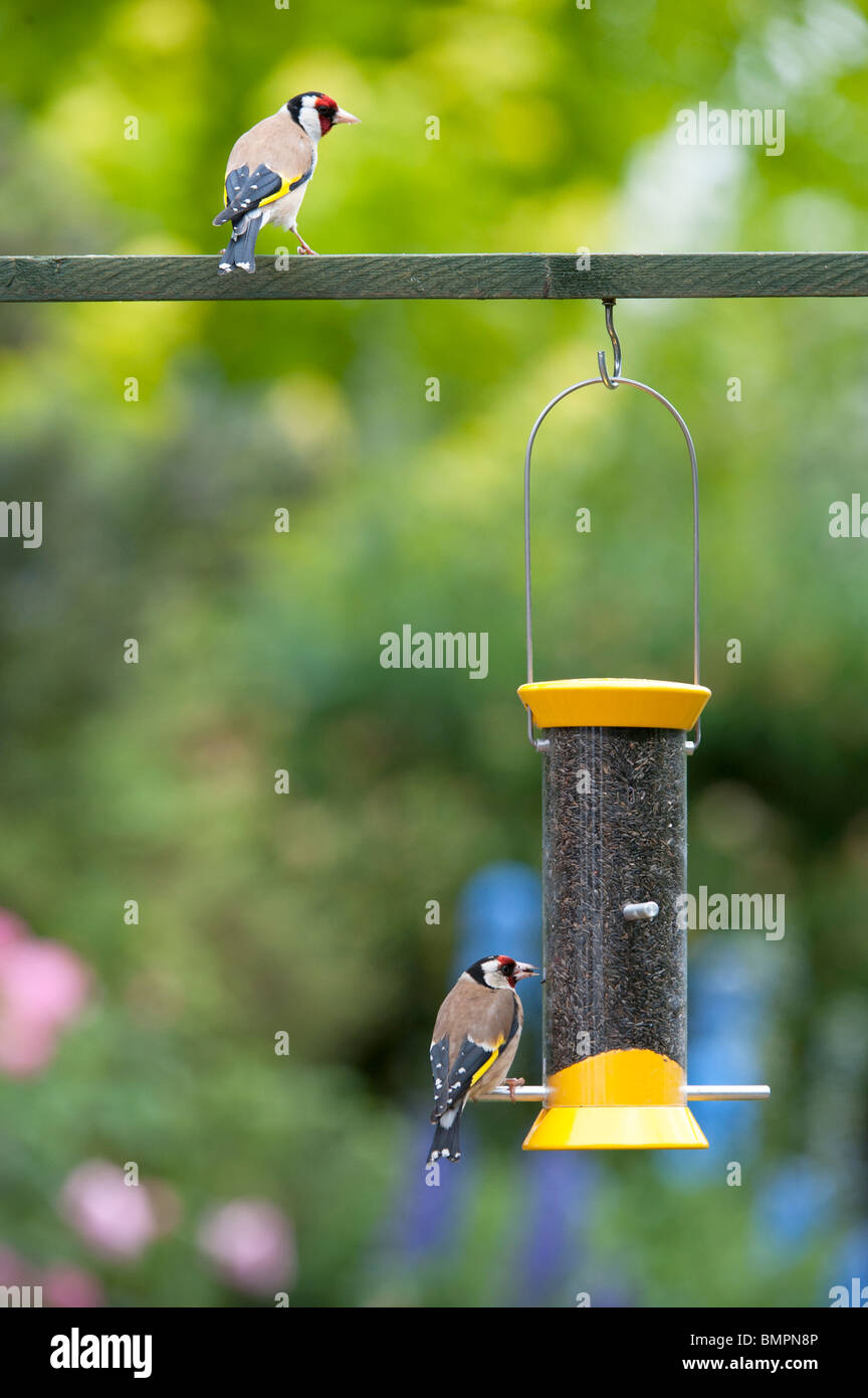 Goldfinch auf einem nyjer Vogelfutter Zubringer in einem englischen Garten Stockfoto