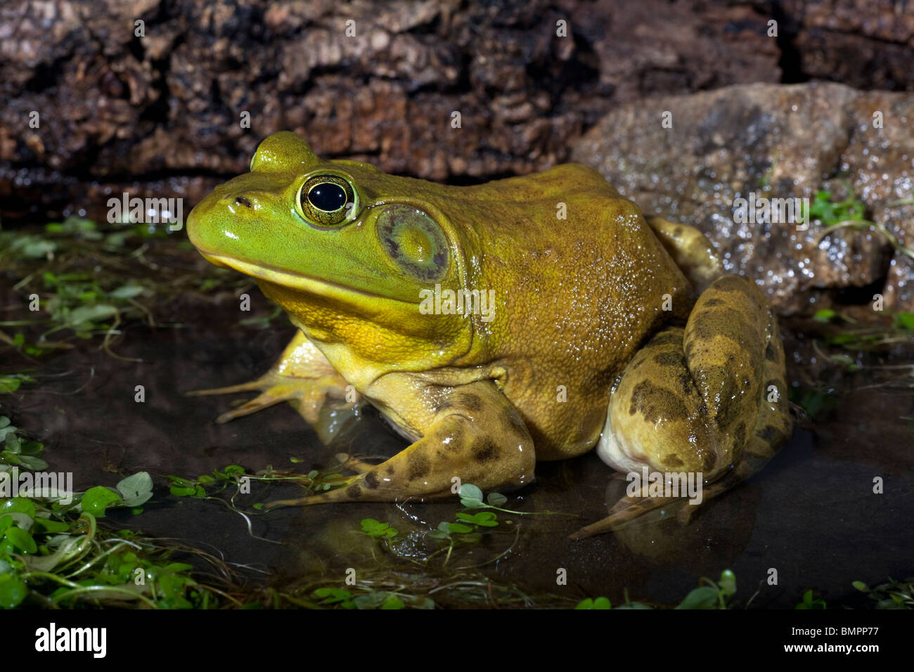 Der amerikanische Ochsenfrosch (Rana Catesbeiana), oft einfach als die Bullfrog bekannt. Stockfoto