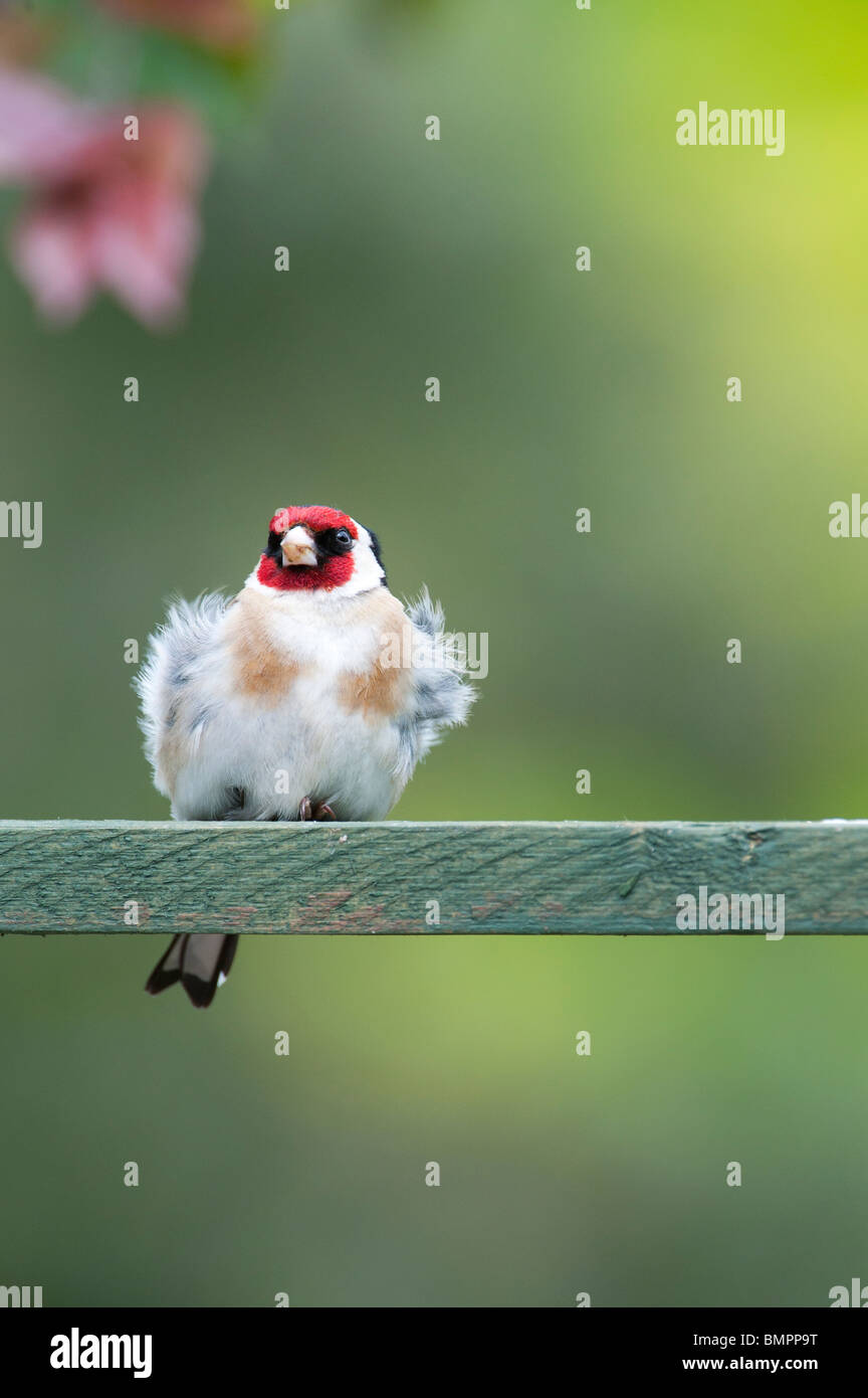 Goldfinch in einem englischen Garten saß auf Holz- Gitter. Großbritannien Stockfoto